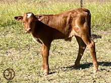 RR OAKLEY bull calf