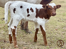 SR Clout's Rowdy VE bull calf 103124